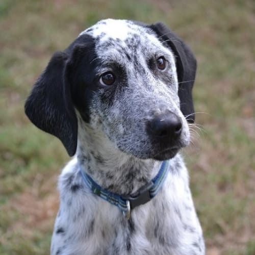 Oscar