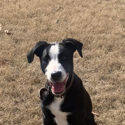 Jax