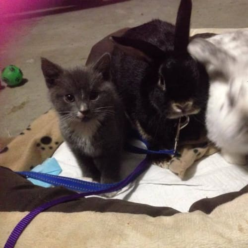 Jiminy Cricket ** Adoption Day **