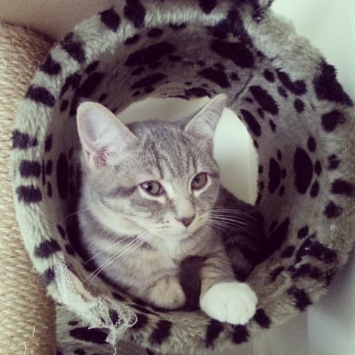 Grace  - Adoption Pending