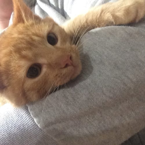 Ed