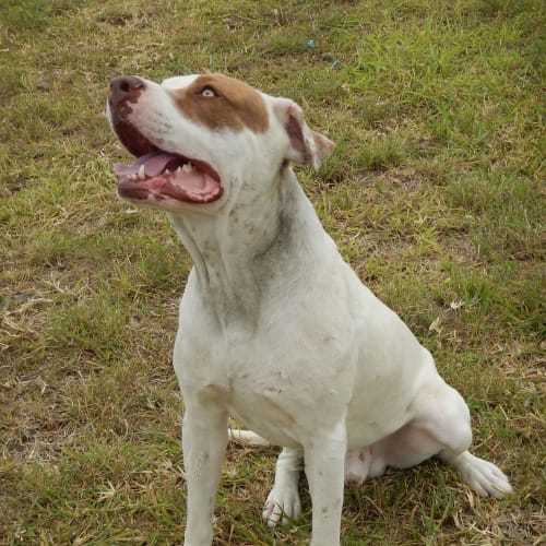 Malibu (adoption pending)