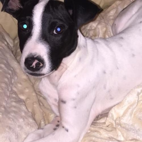 Romeo ****Available for adoption****
