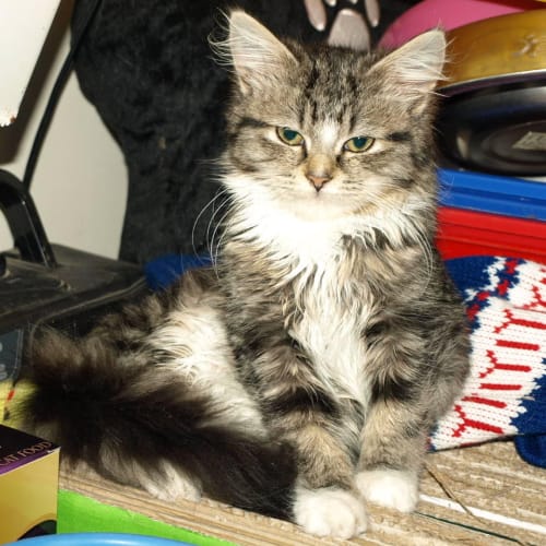 Miss Prissy