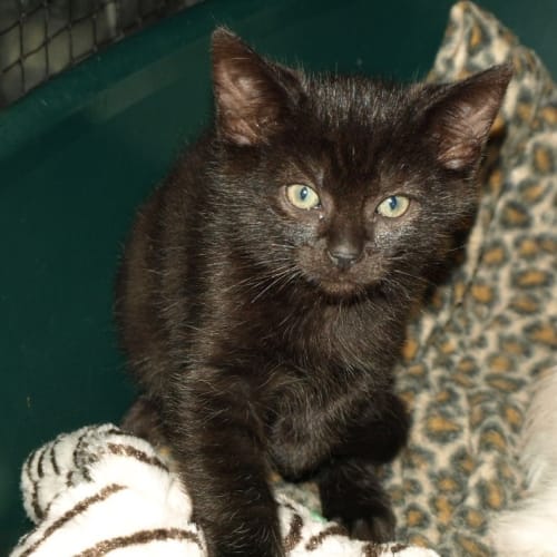 Kitten Deelan