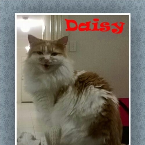 Daisy