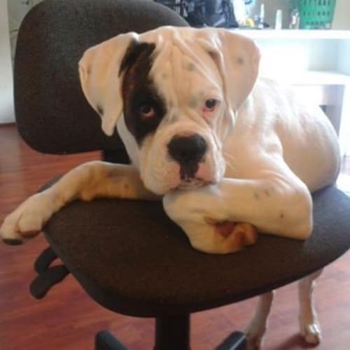 Sugar cnp assisted rehoming bexley nsw
