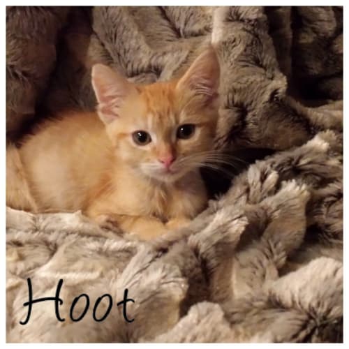 Hoot (BnC291)
