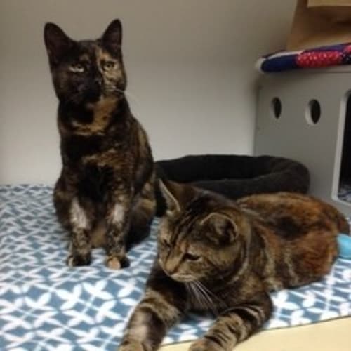 Arwen and Indira