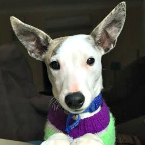 Mr Whippy ~ Whippet (on trial 23/6/15)