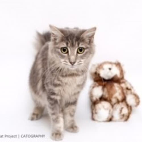 "Layla" - Purrfect Match