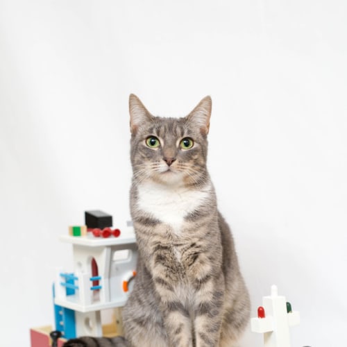 "Lilia" - Purrfect Match