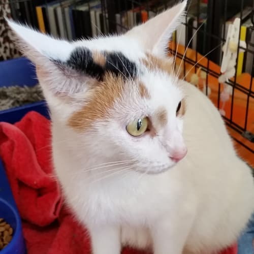 Willow @ Squawks Pet Store 