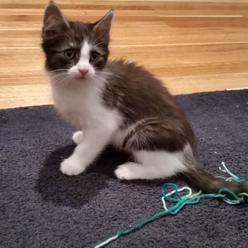 Marco - Claws n Paws Rescue Kitten