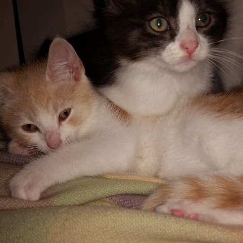Corkie - Claws n Paws Rescue Kitten