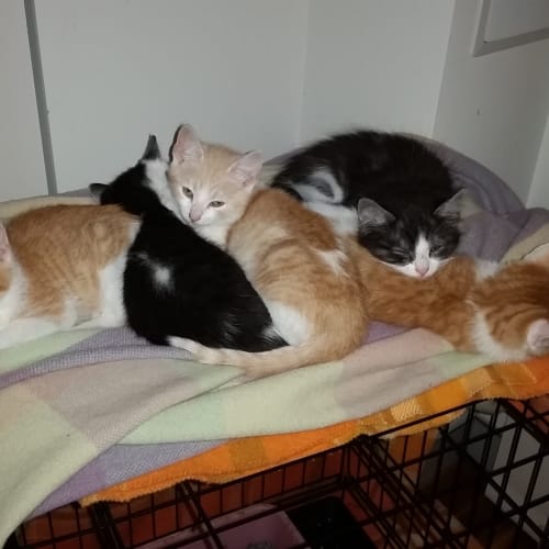Flaik - Claws n Paws Rescue Kitten