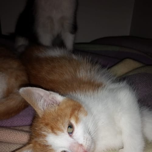 Garfield - Claws n Paws Rescue Kitten