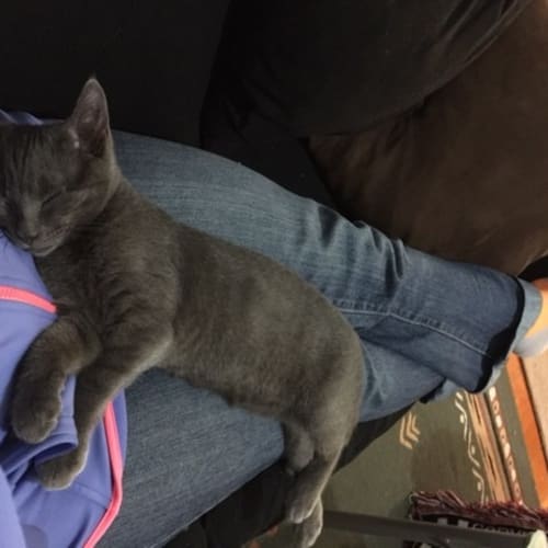 Pepper