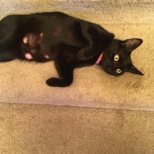 Tofu 