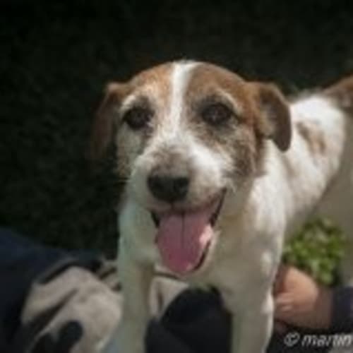 Max