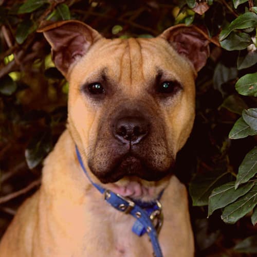 Sadie ~ Shar Pei X (on trial 16/8/15)