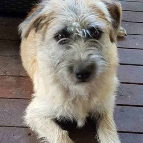 Bonnie - Adoption Pending