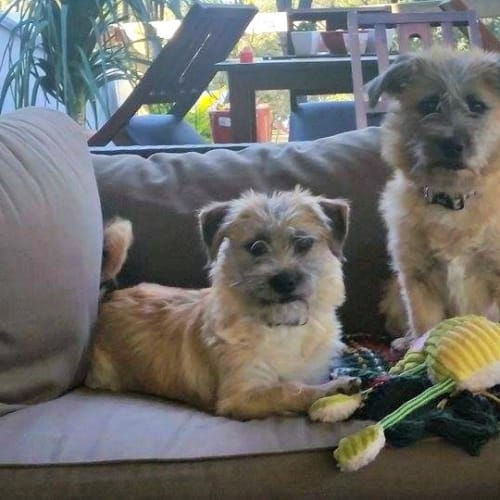 Clyde Adoption Pending