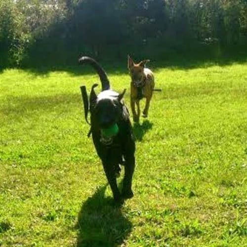 Lucy ~ Staffy X Kelpie (on trial 15/8/15)