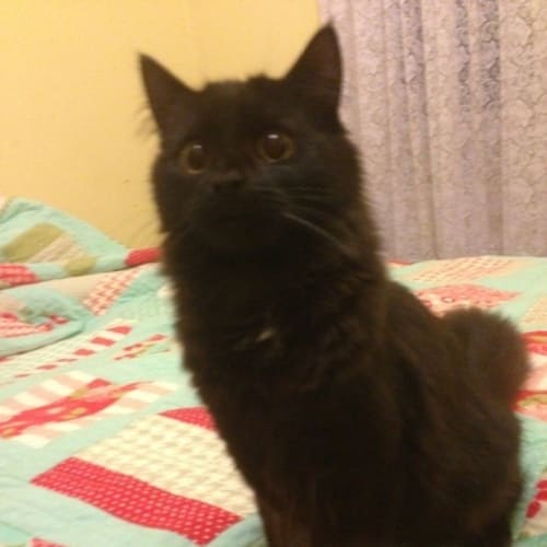 Delilah