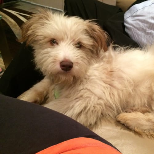 Sherlock **special needs puppy**