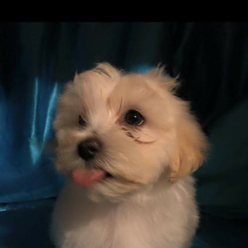 Maltese 1