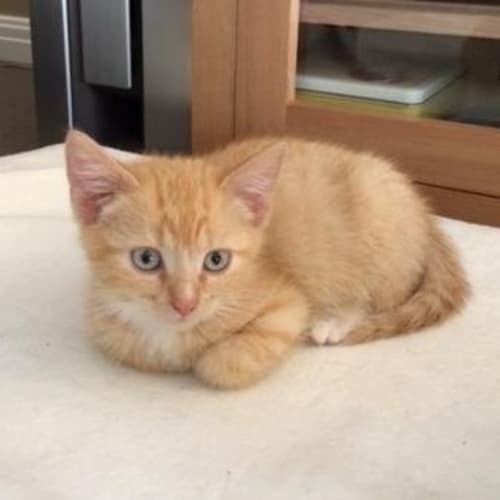 "Lucky" - Purrfect Match
