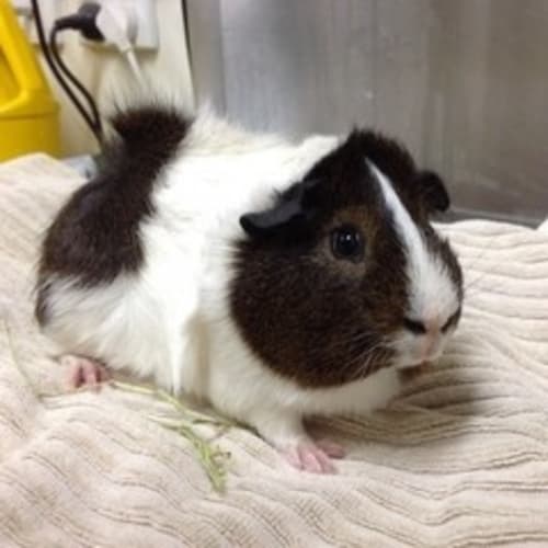 Percy the Pig