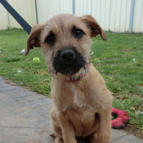 Elsa *On Trial in Her New Home*
