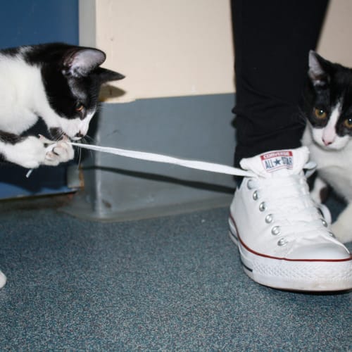 Harry and Horatio 