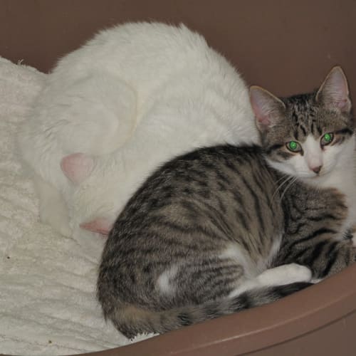 "Bastion" - Purrfect Match