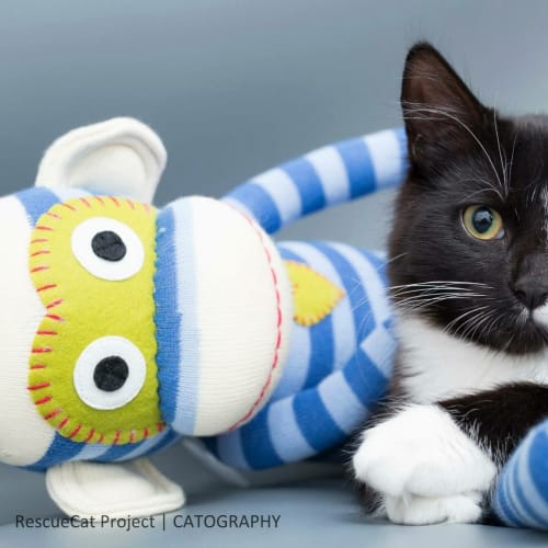 "Kitten Dice and Domino" - Purrfect Match
