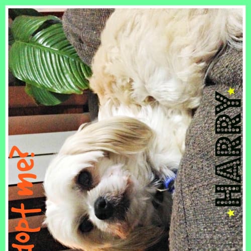 Harry ~ Maltese X Shih Tzu (trial 8/8/15)