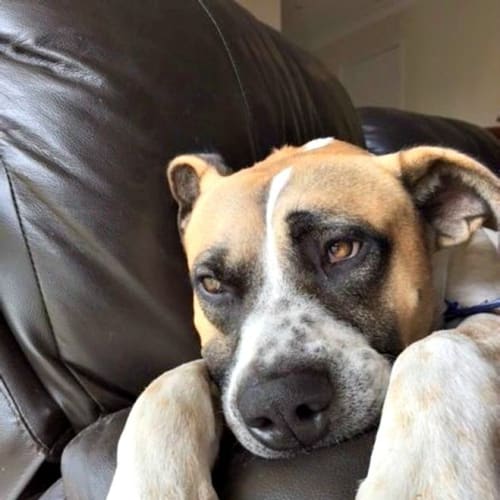 Lucky Charm ~ Boxer X Great Dane - Great with Kids
