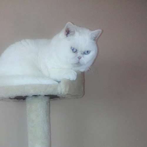 Bubbles - Special Needs