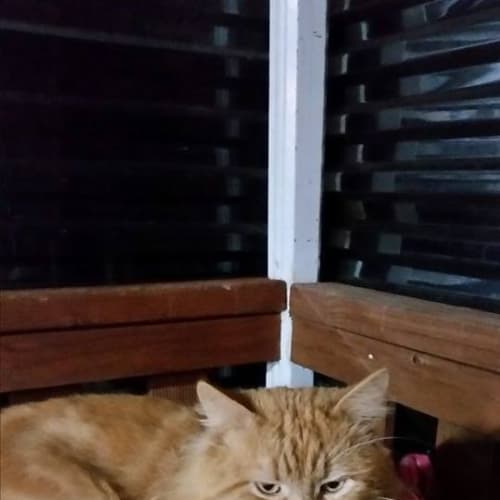 Oscar