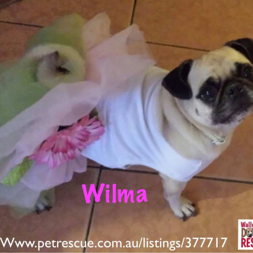 Wilma