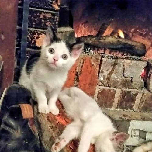 Tim and Tom