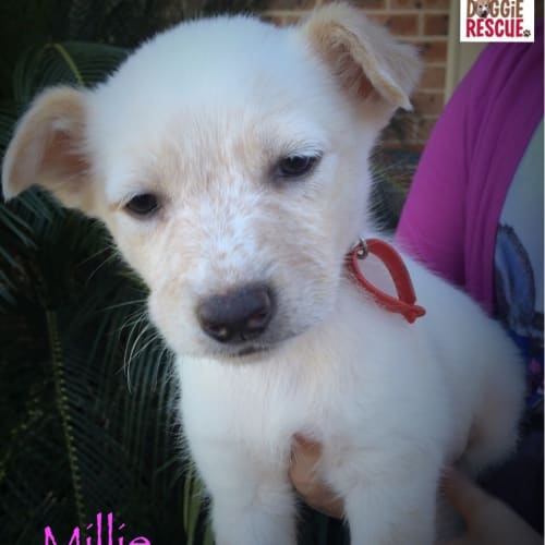 Millie - Expressions of Interest