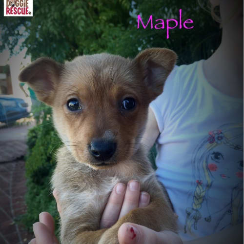 Maple - Expressions of Interest
