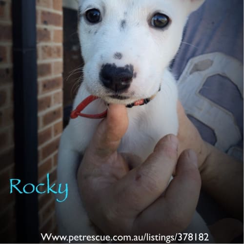 Rocky 
