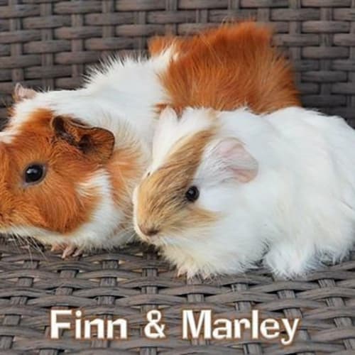 Finn and Marley