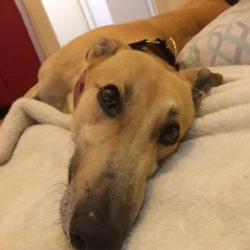 “Basil”, The Clever Cookie, Melbourne