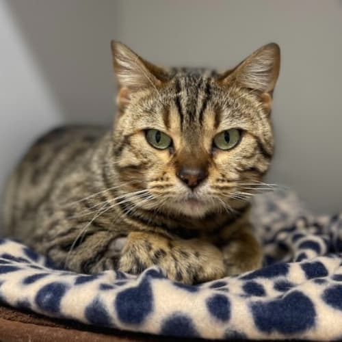 Rajah