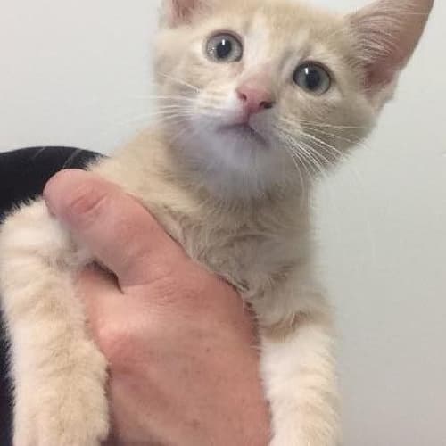 Leo